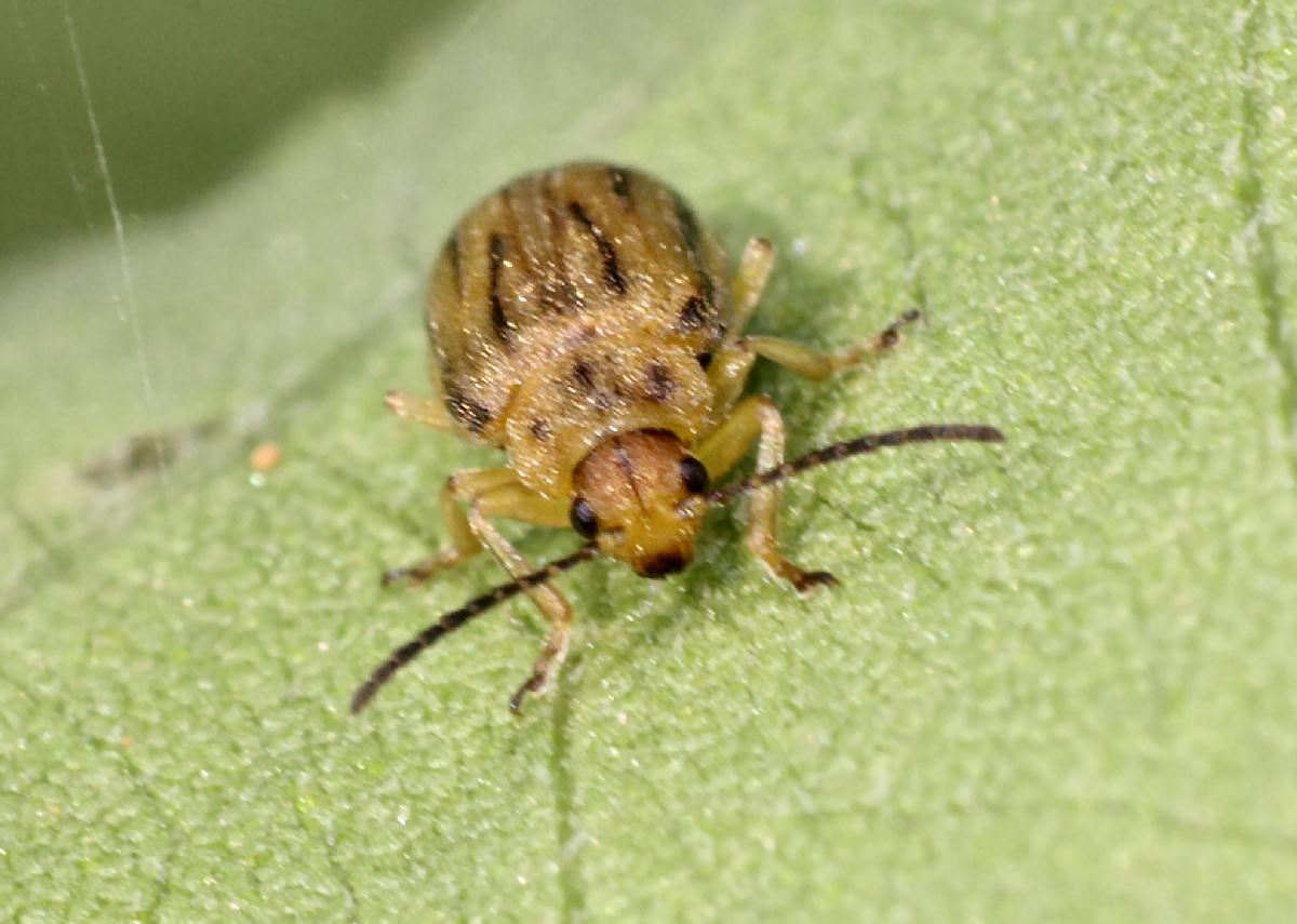 Ophraella communa (Chrysomelidae)